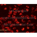 Rat Primary Bladder Microvascular Endothelial Cells